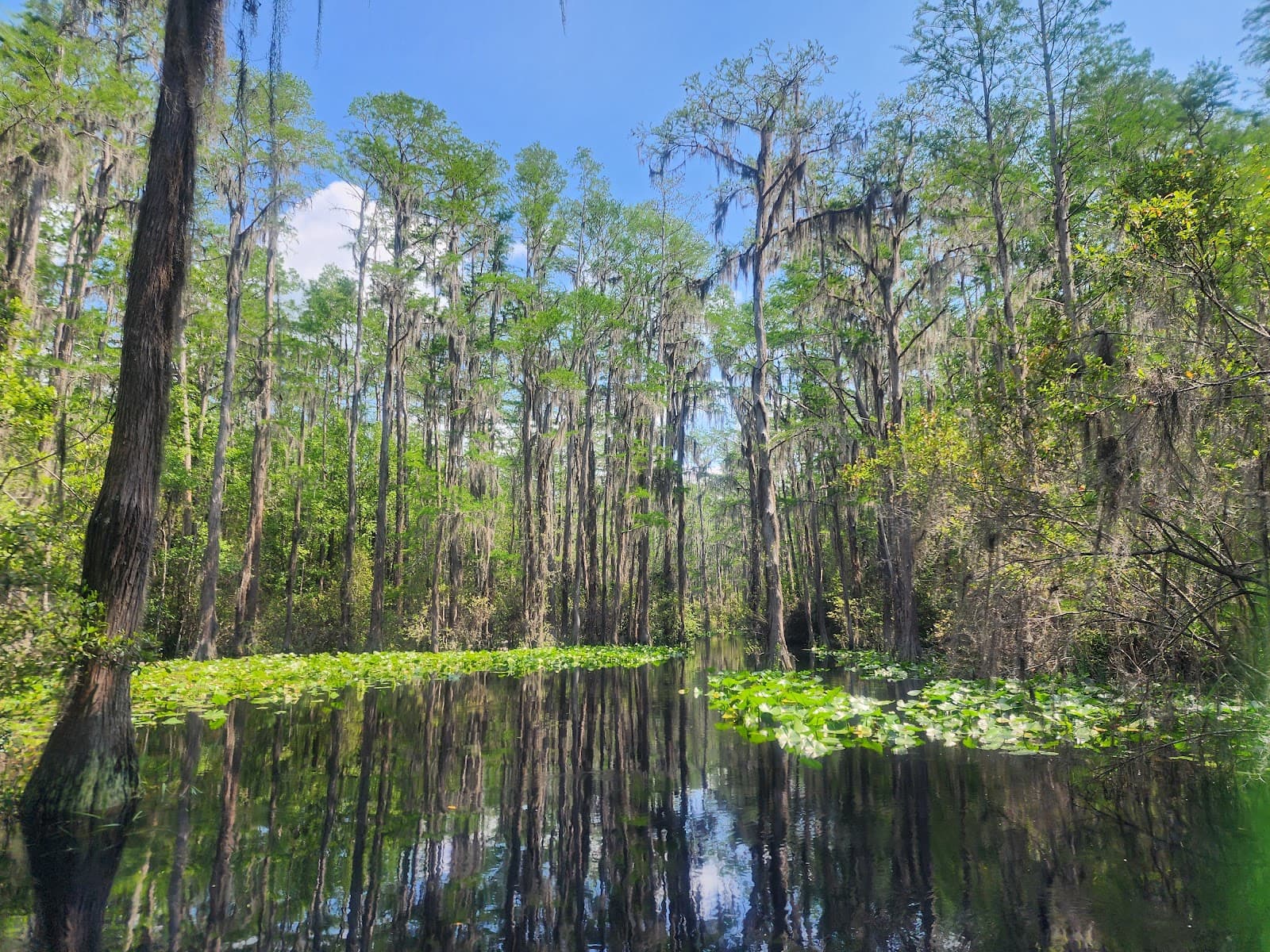 Okefenokee National Wildlife Refuge - Suwannee Canal Recreation Area - Image 1