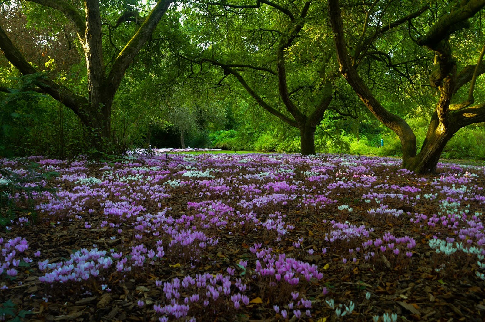Bokrijk Arboretum - Image 1