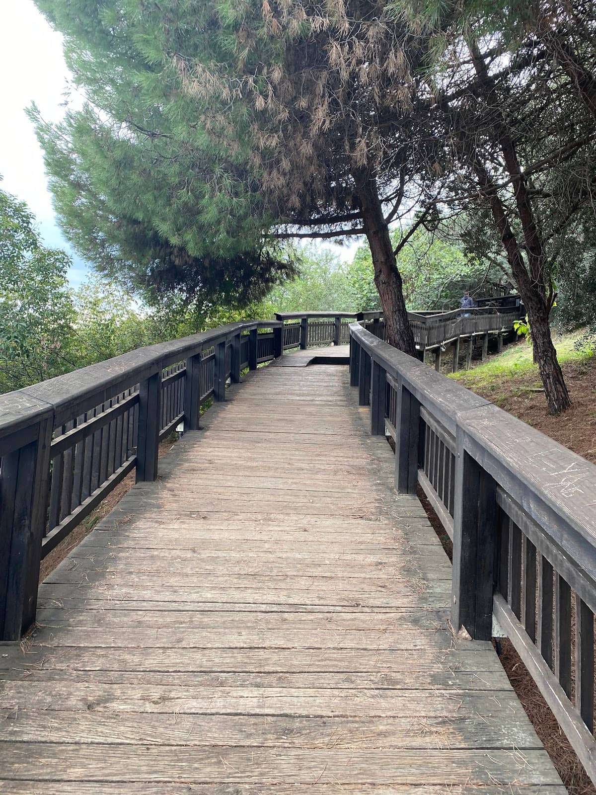 Scenic Boardwalk Path