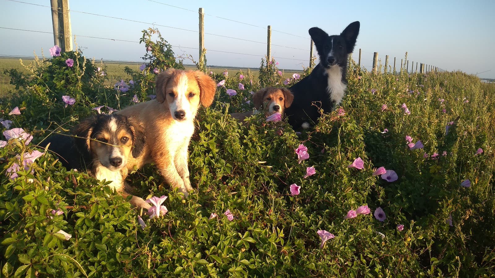 Estação Ecológica do Taim - Image 1