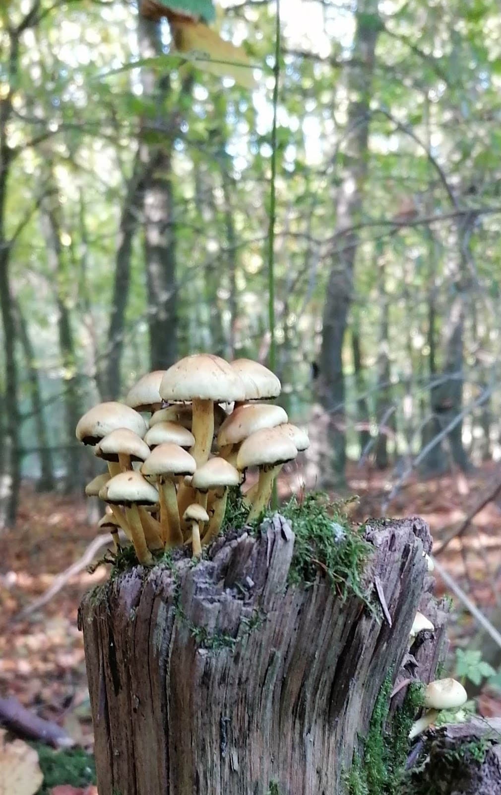 Balijbos (De Balij) - Image 1