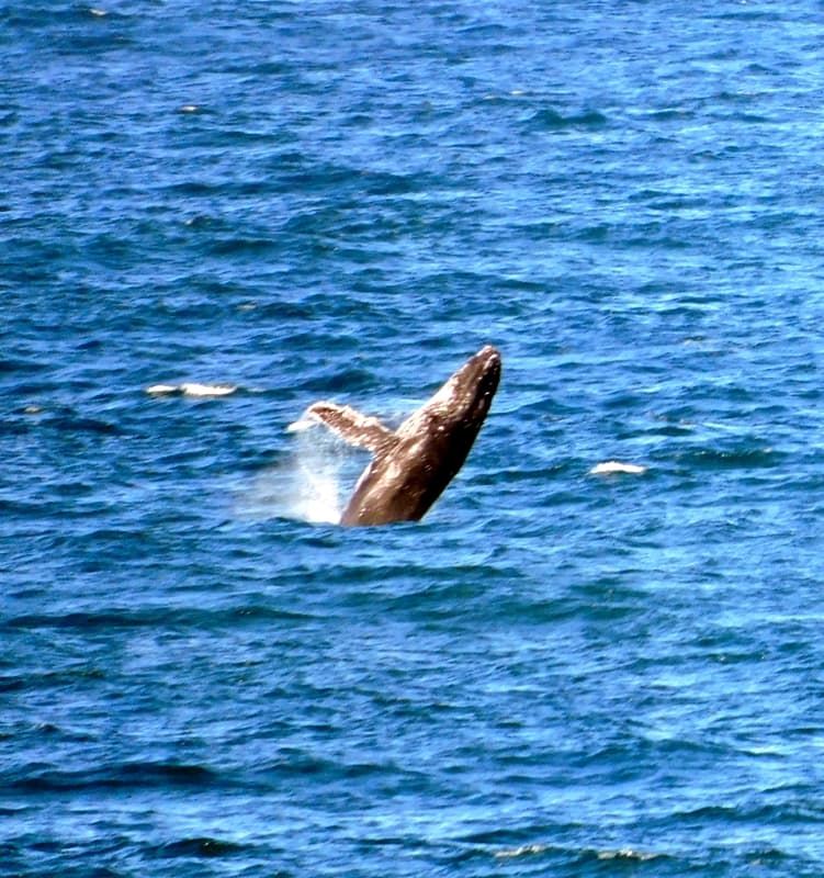 Whale Deck - Image 1