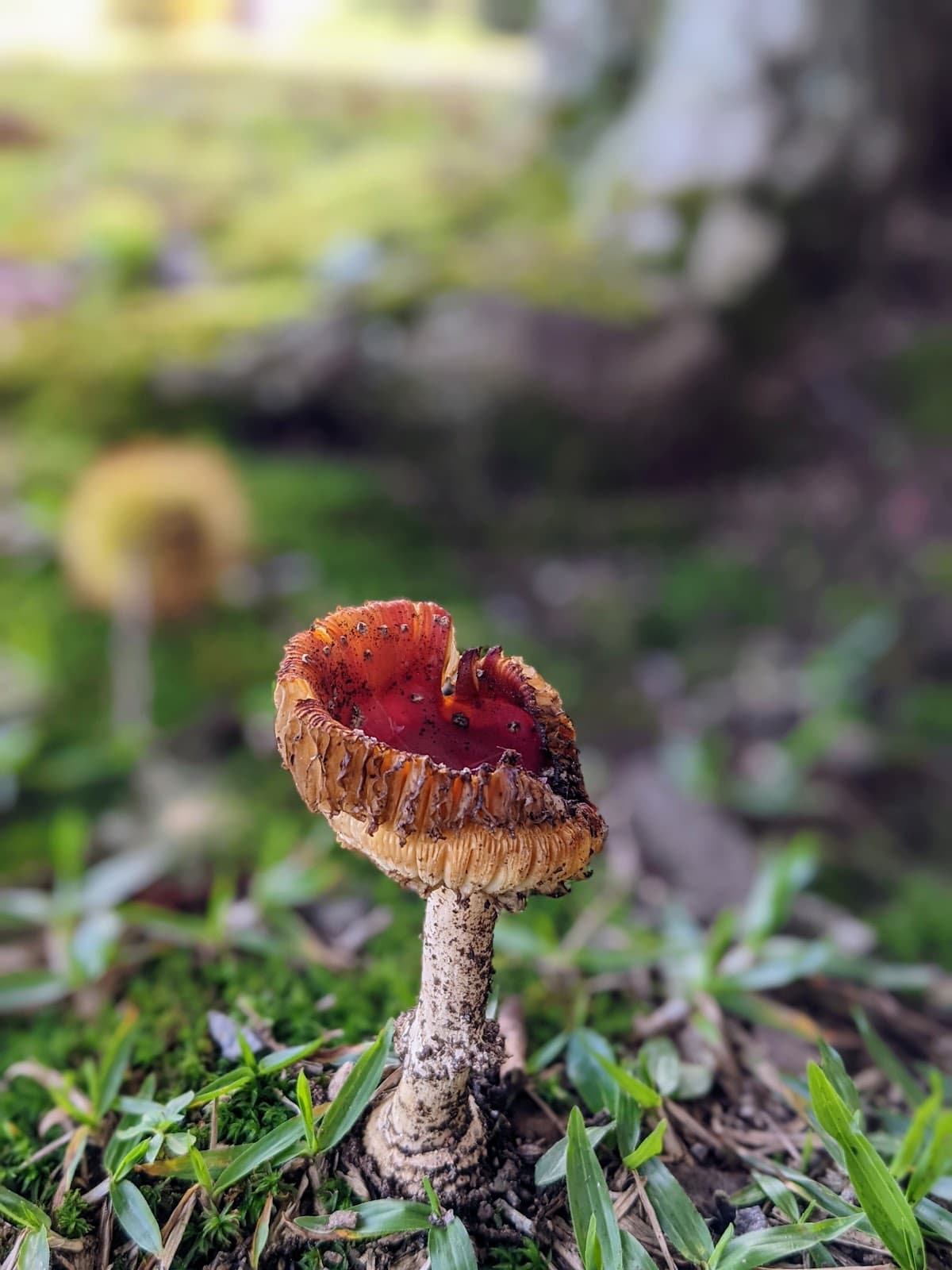 Parque Cinquentenário (Fenakiwi) - Image 1