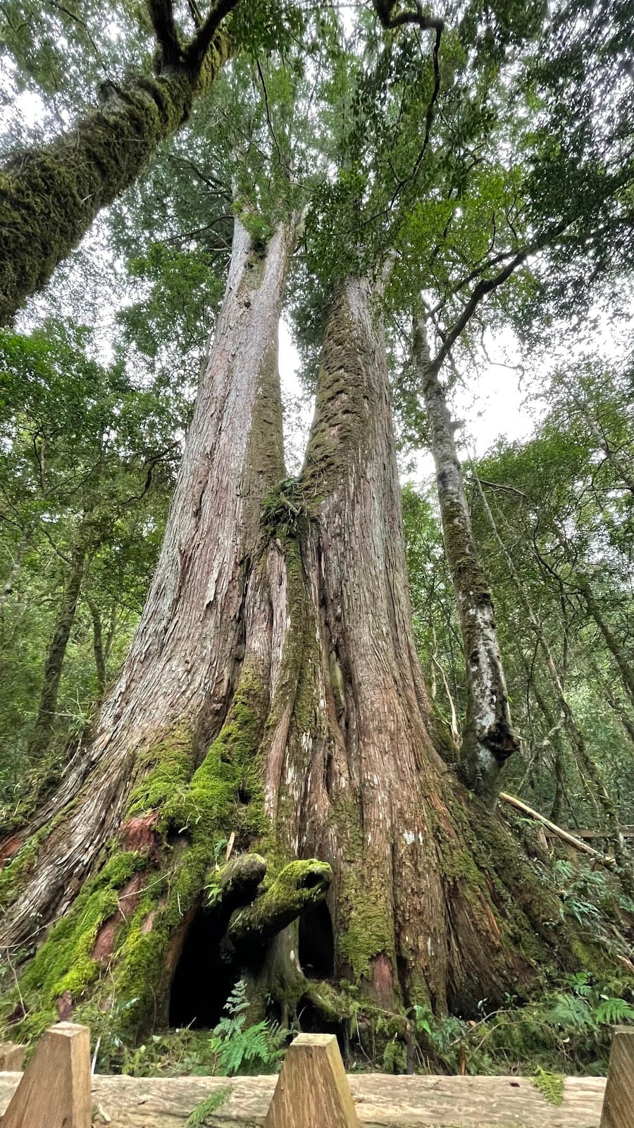 Cinsbu Divine Trees (Jianshi) - Image 1