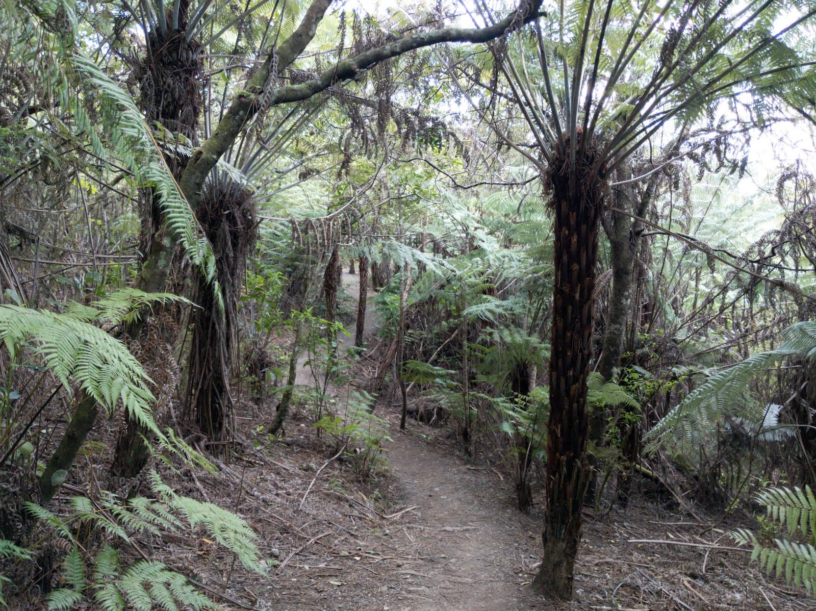 Centennial Park (Campbells Bay) - Image 1