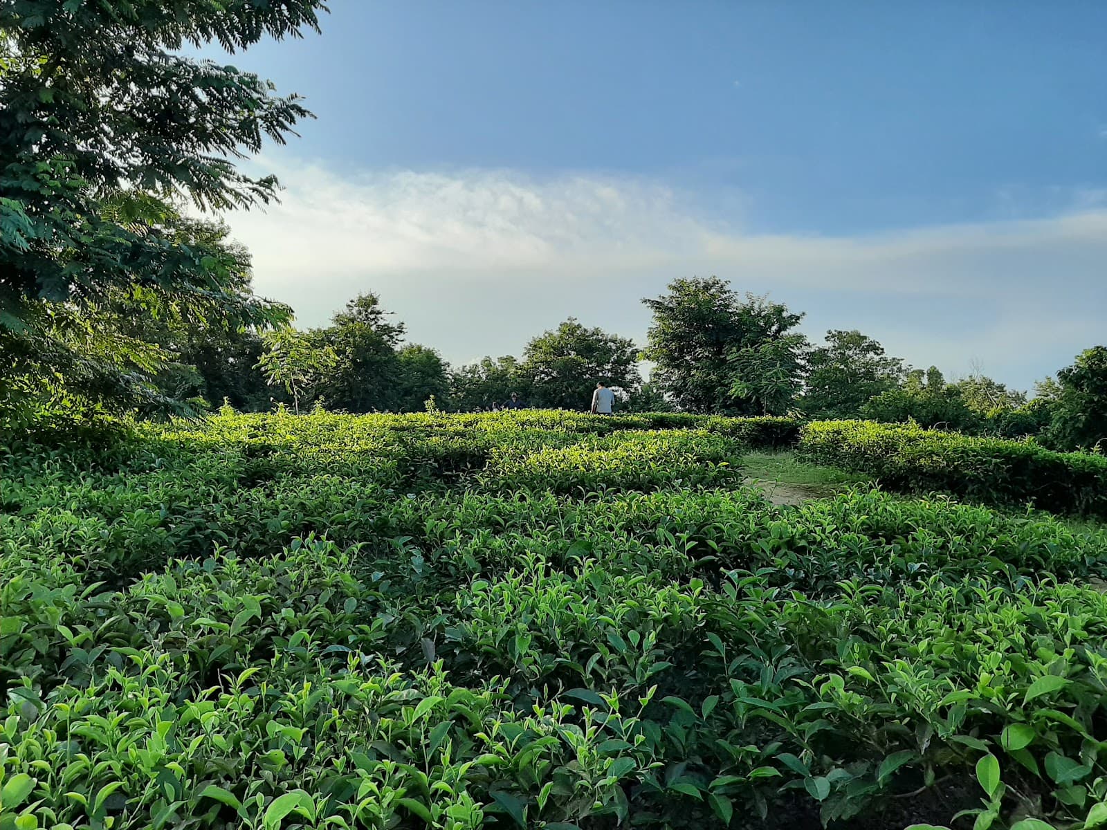 Durgabari Tea Estate - Image 1