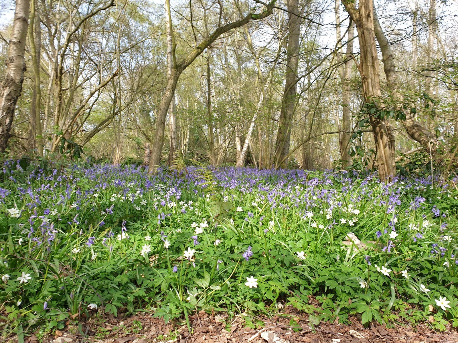 Swithland Wood - Image 1