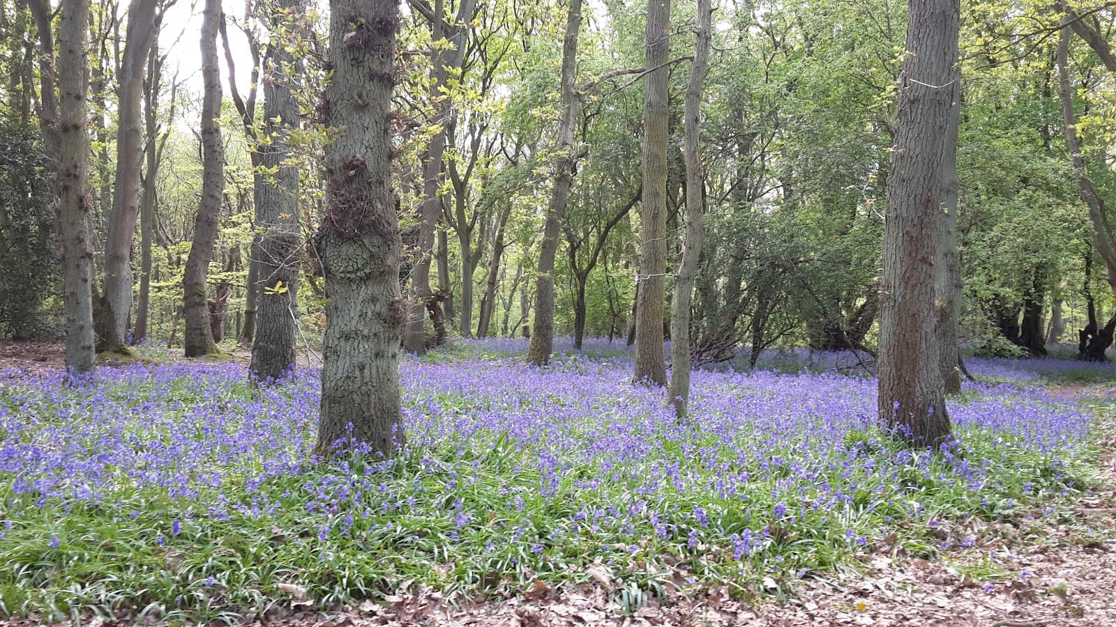 Mardley Heath - Image 1