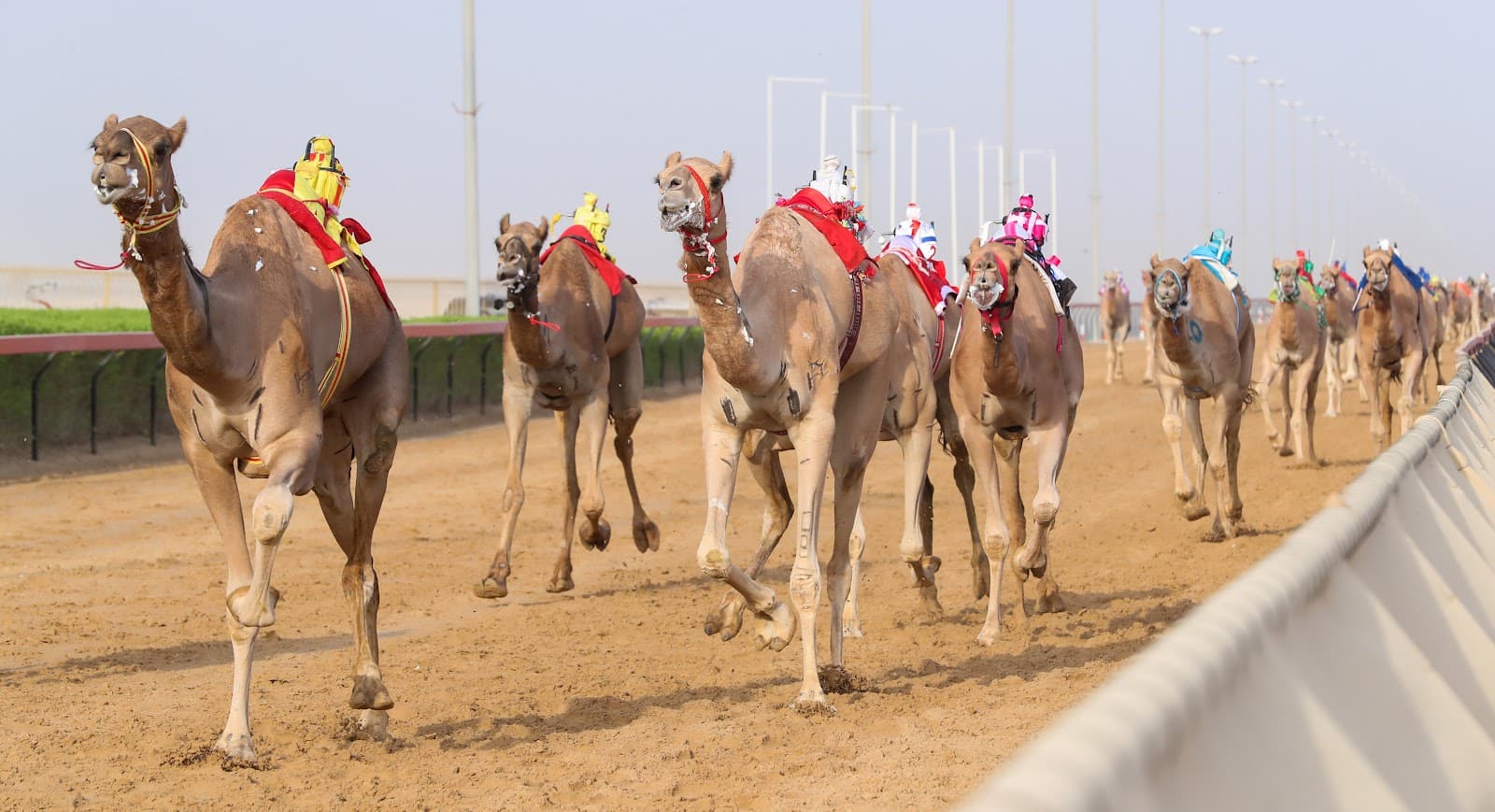 Marmum Camel Racing Track - Image 1
