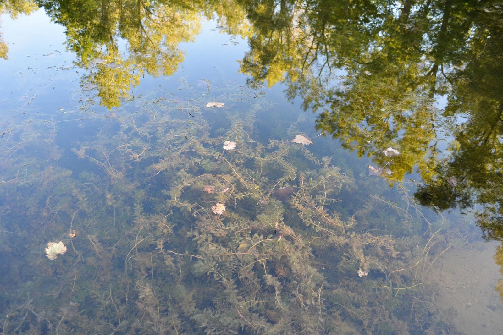 Thread Lake Park - Image 1