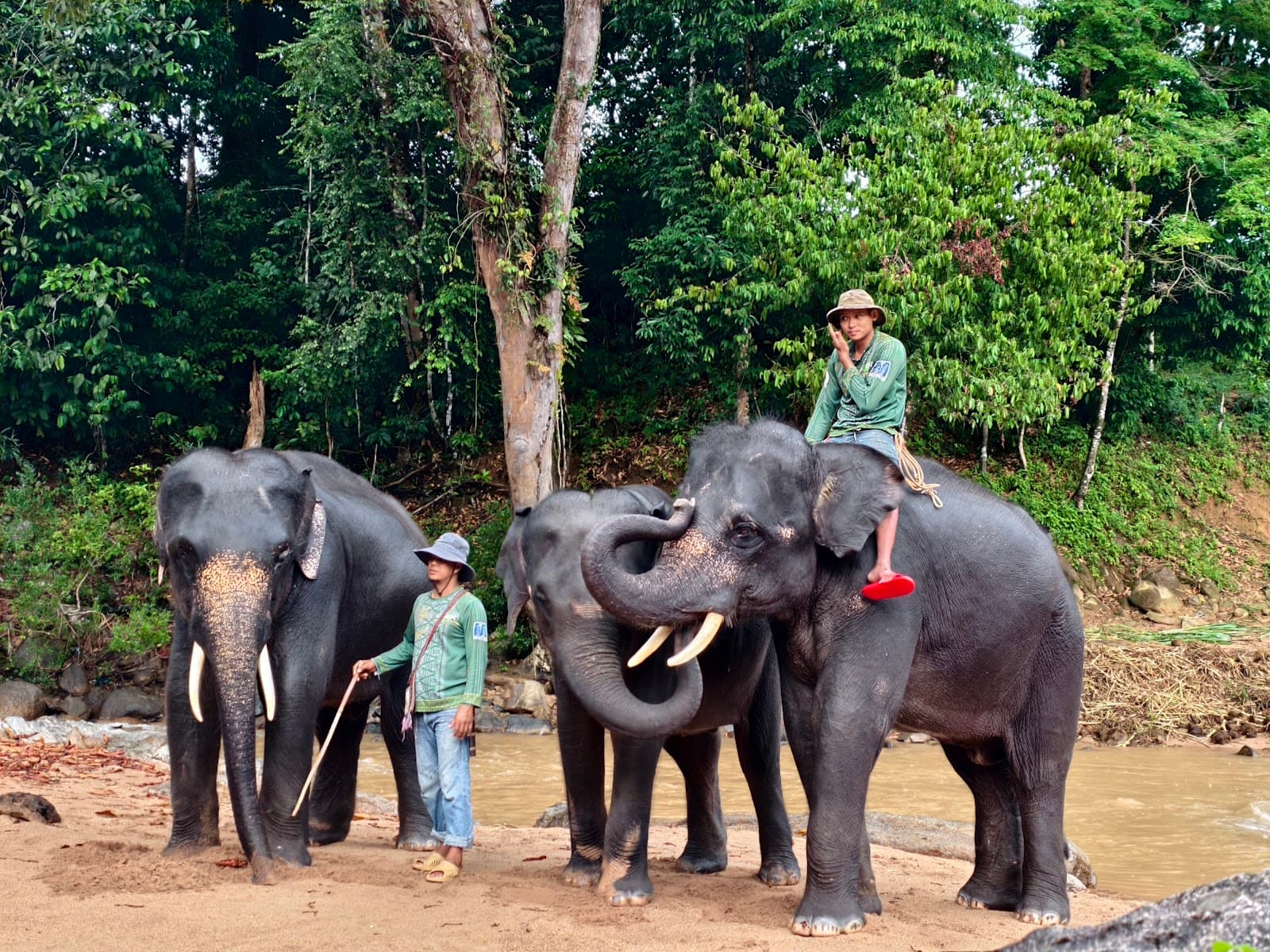 Kenyir Elephant Conservation Village - Image 1