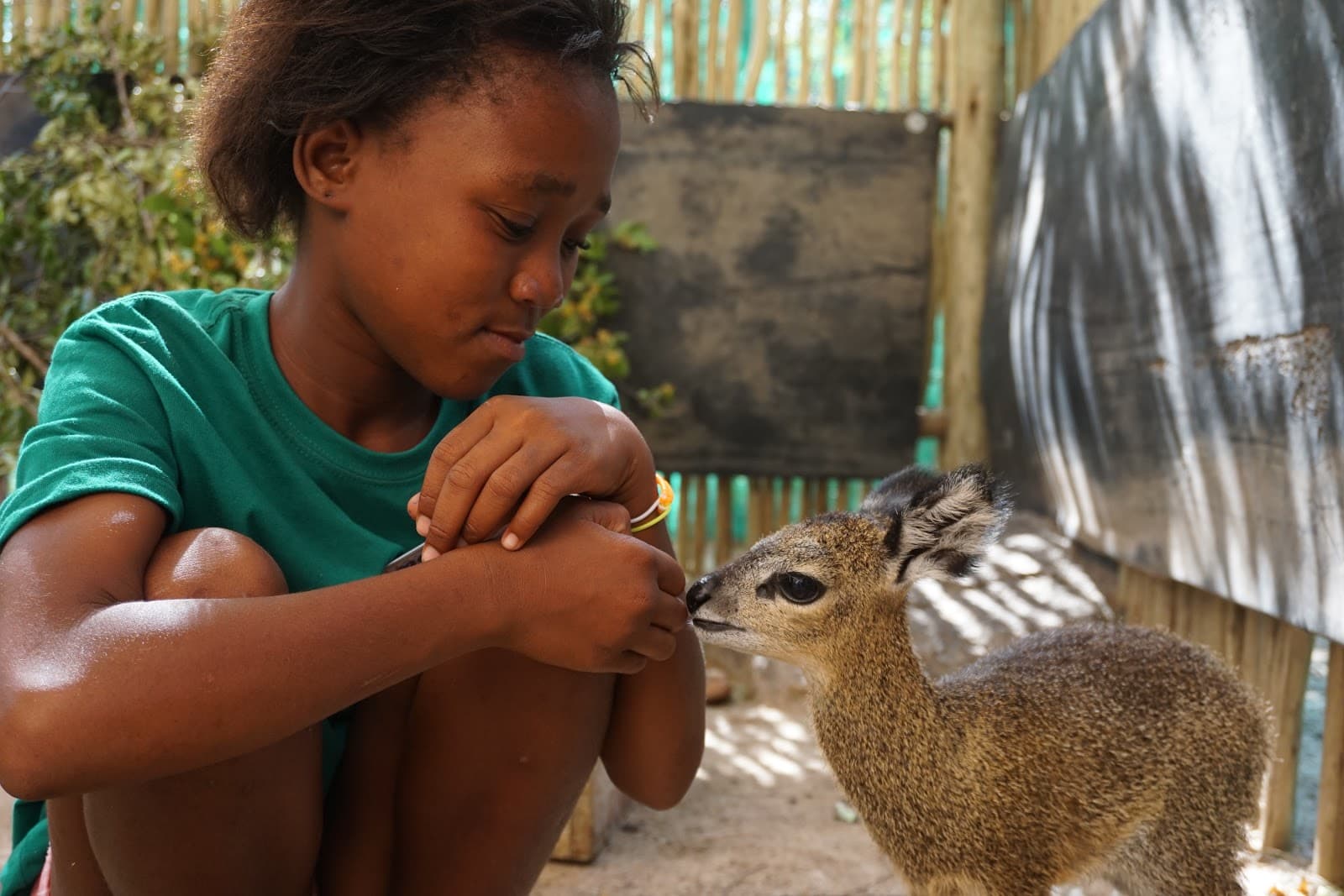 Daktari Bush School & Wildlife Orphanage - Image 1