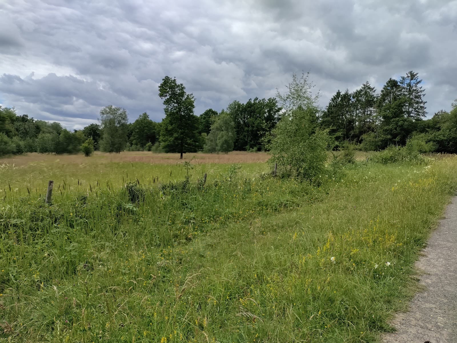 Bernwood Forest Buckinghamshire England - Image 1