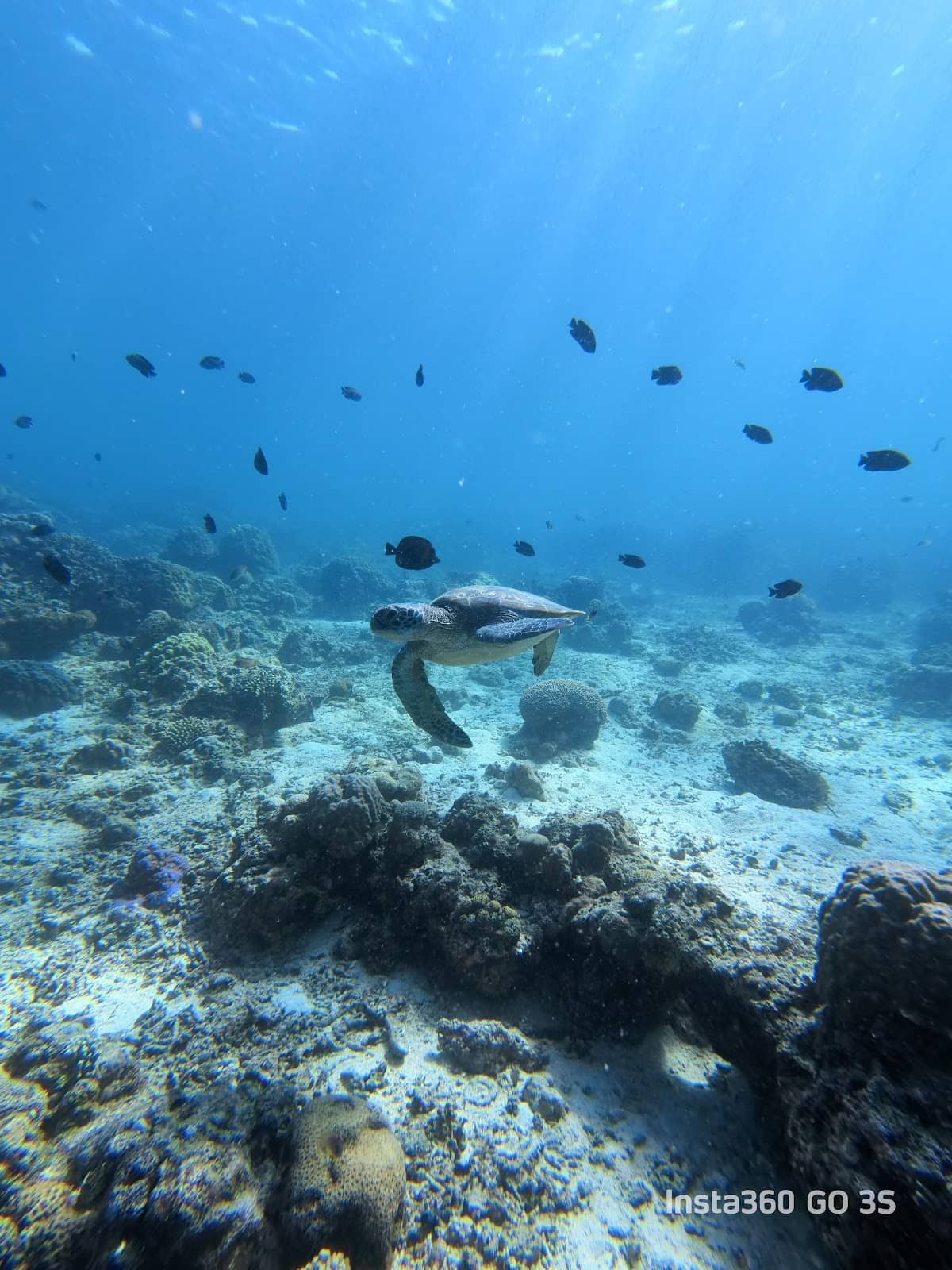 Whale Shark Encounters