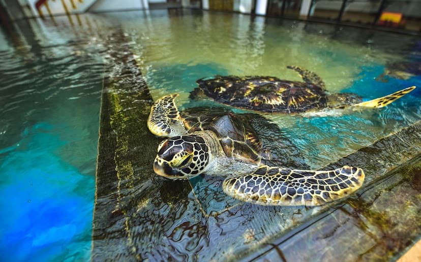 Habaraduwa Turtle Hatchery - Image 1
