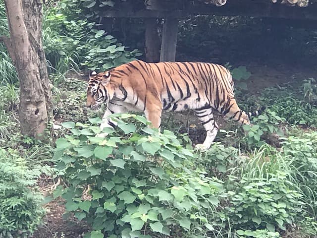 Ningbo Youngor Zoo - Image 1