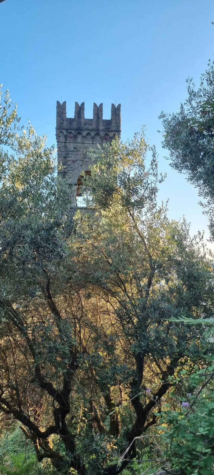 Custom Car Showcases