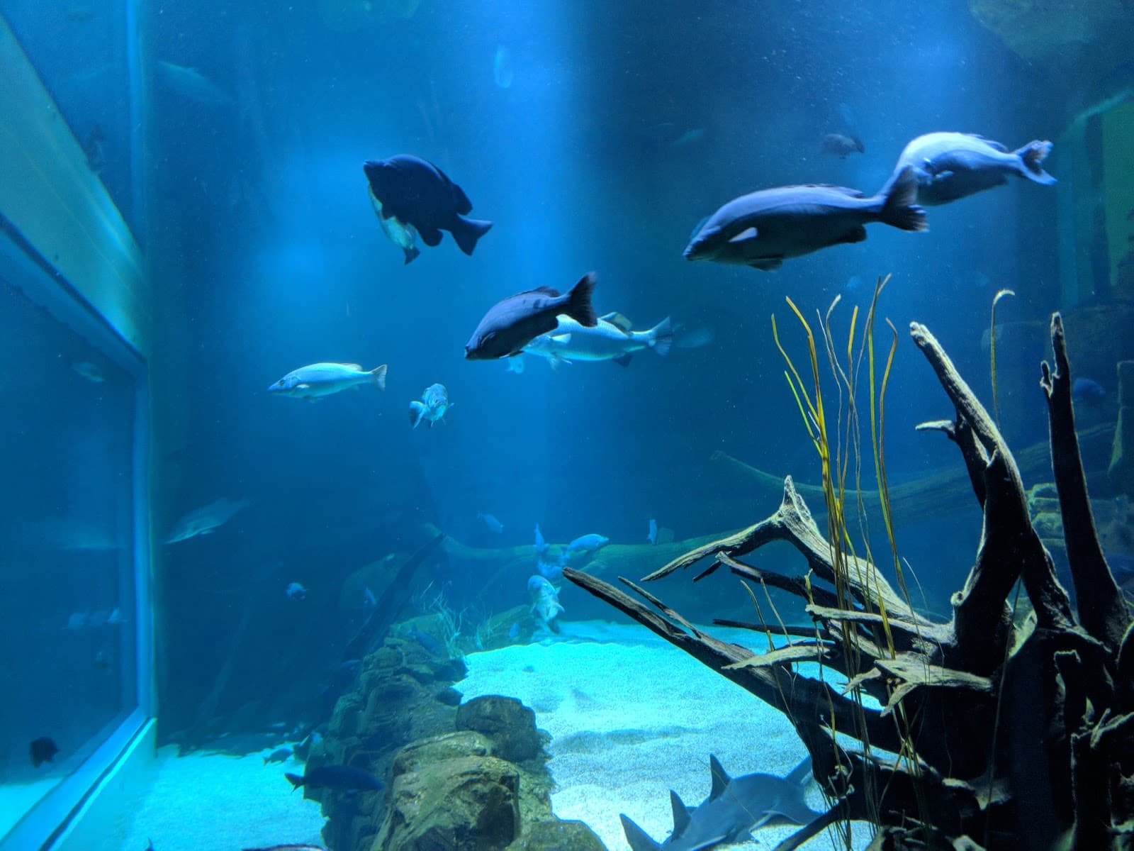 Cairns Aquarium - Image 1