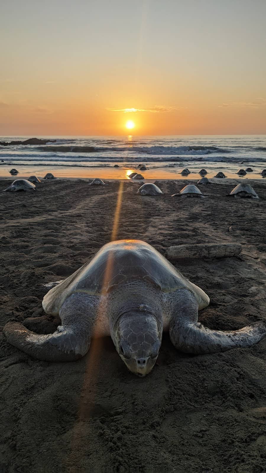 Pristine Beach Sunsets