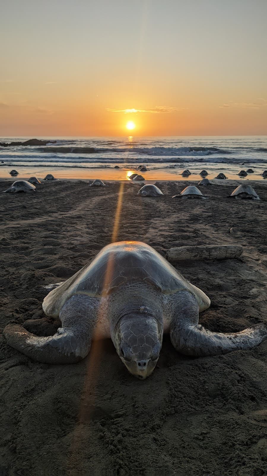 Ostional Wildlife Refuge Costa Rica - Image 1