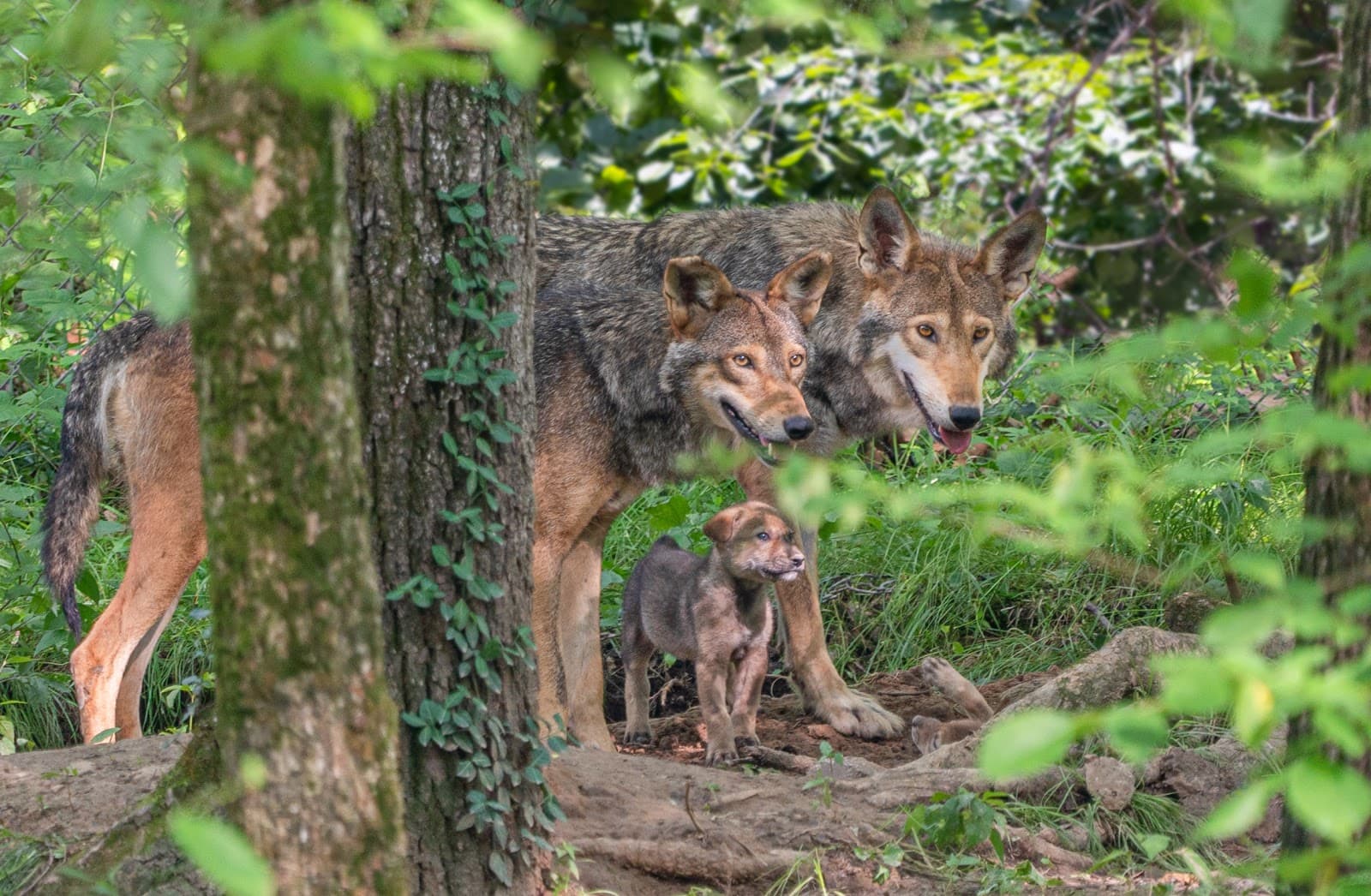 Endangered Wolf Center - Image 1