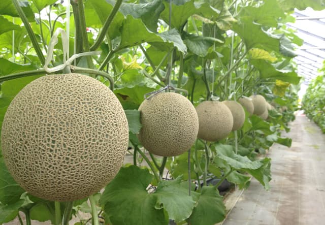 Atsumi Melon Farm Visits - Image 1