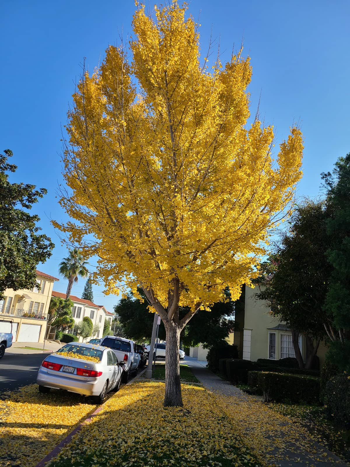 Petersen Automotive Museum