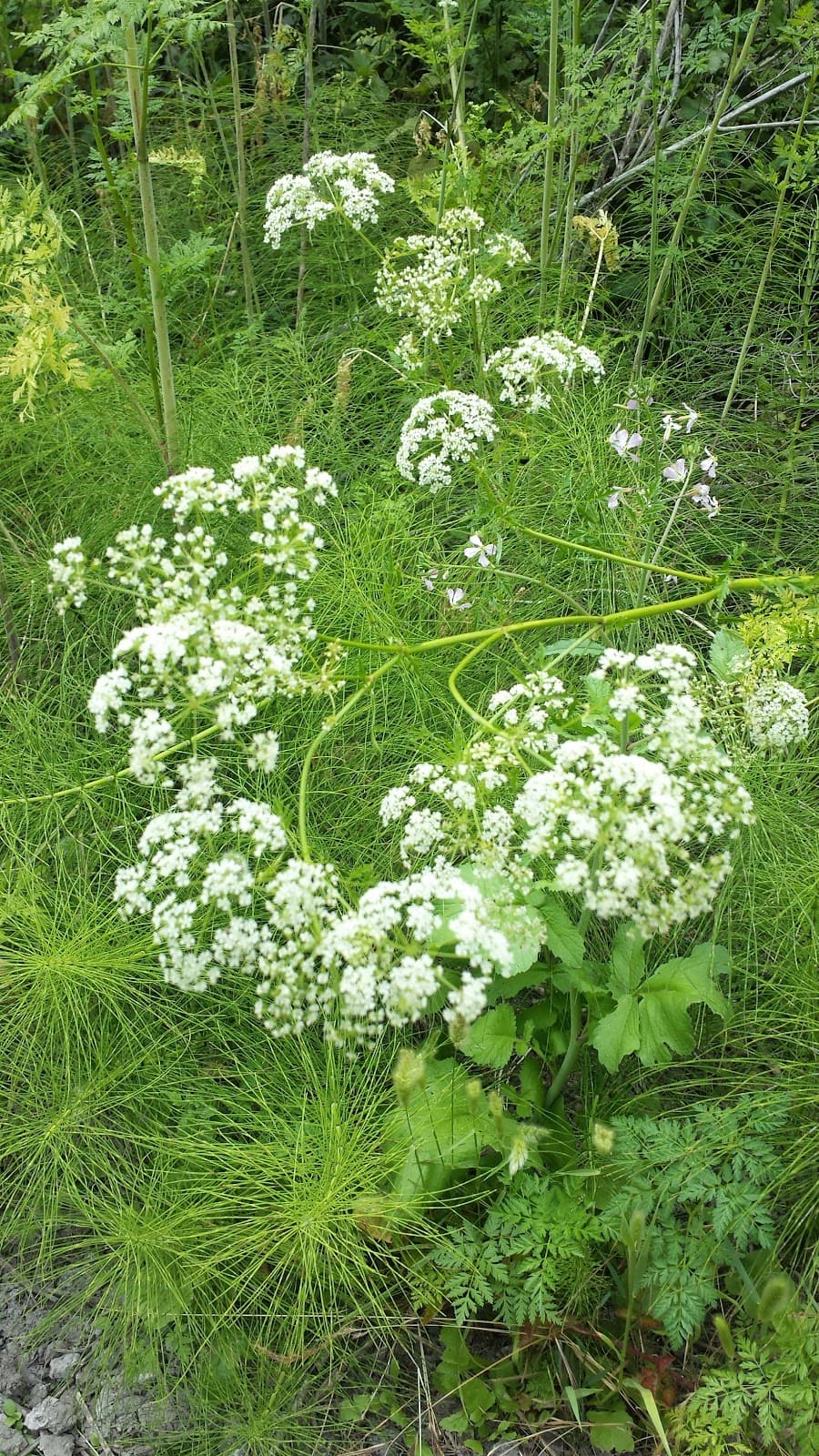Hatton Canyon Trail - Image 1