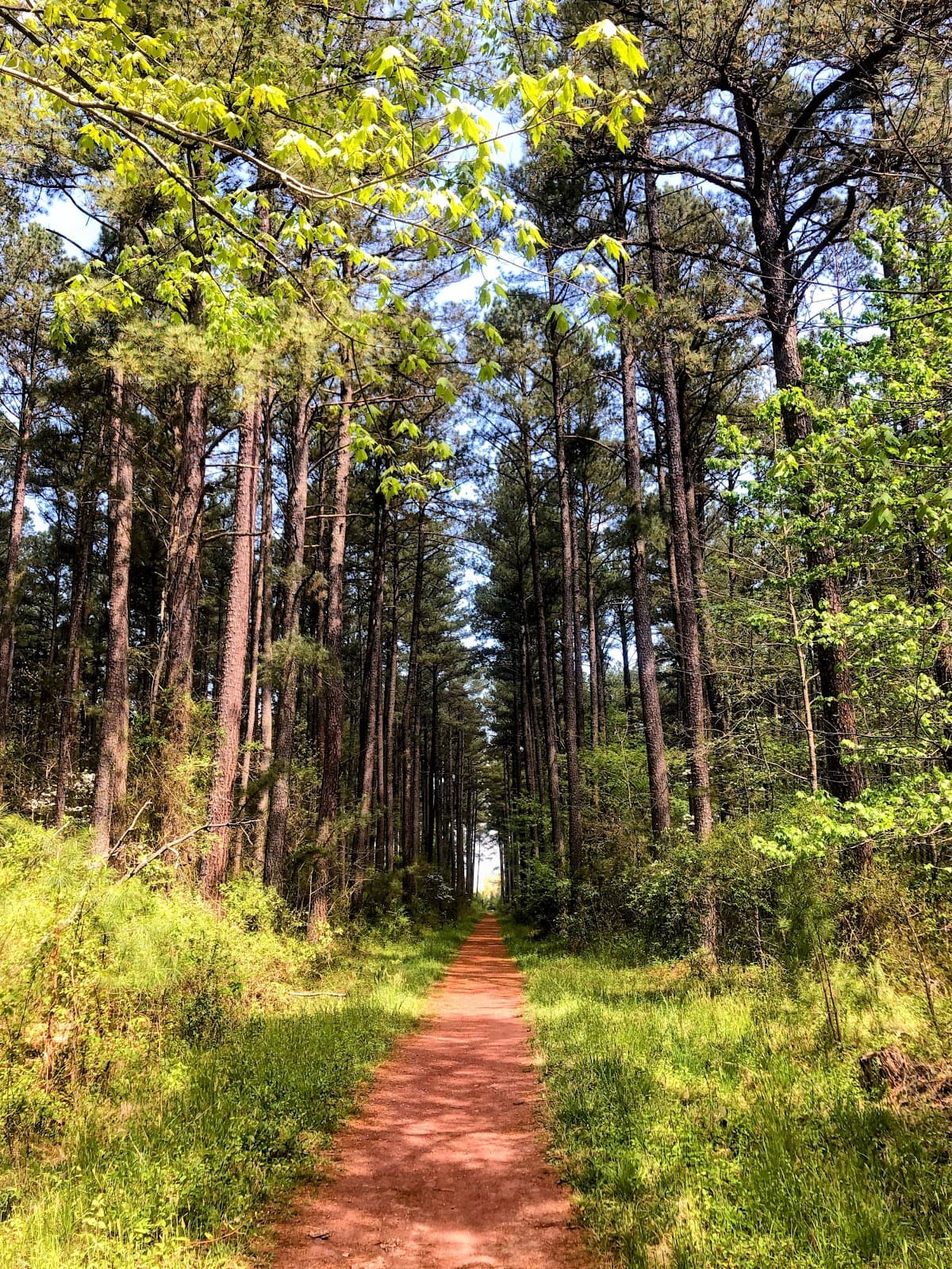 Conway Robinson State Forest - Image 1
