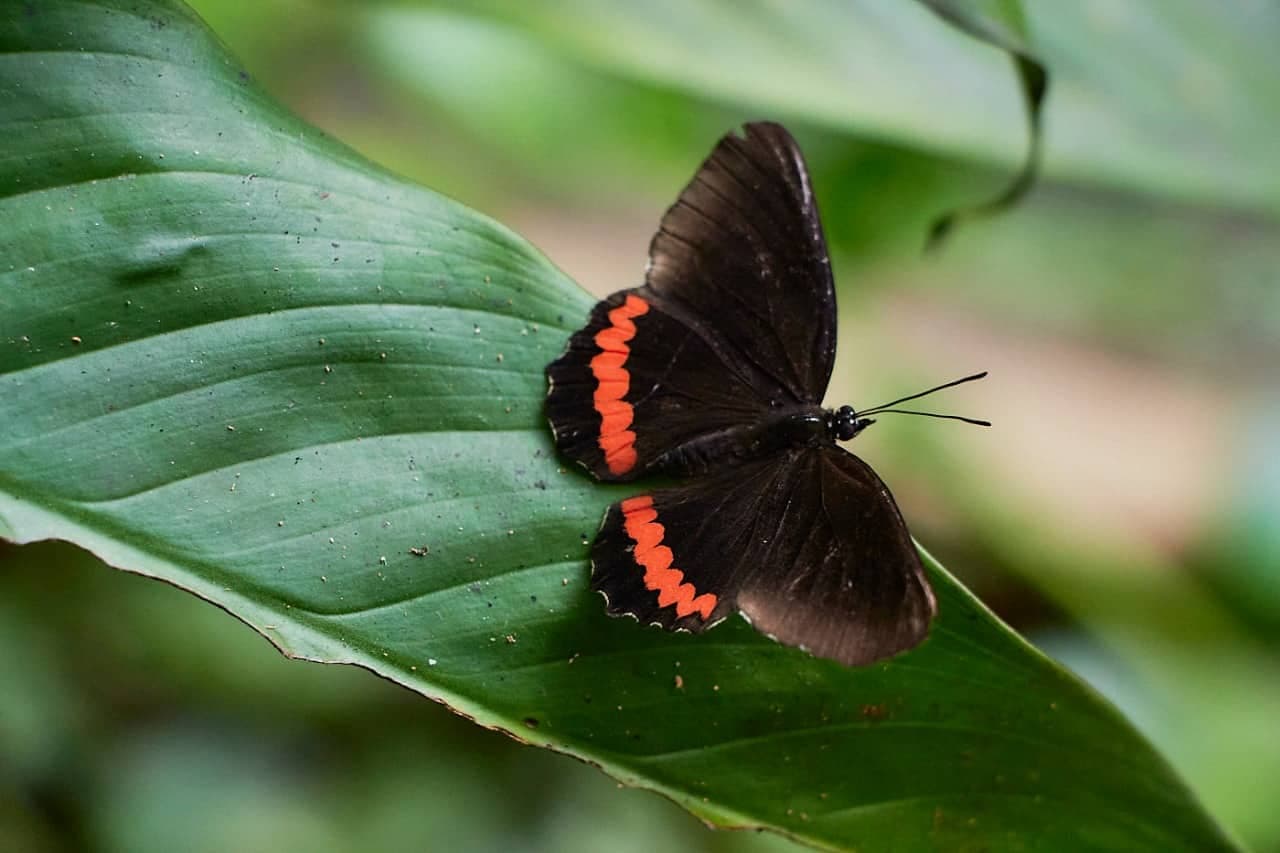 Green Hills Butterfly Ranch San Ignacio - Image 1