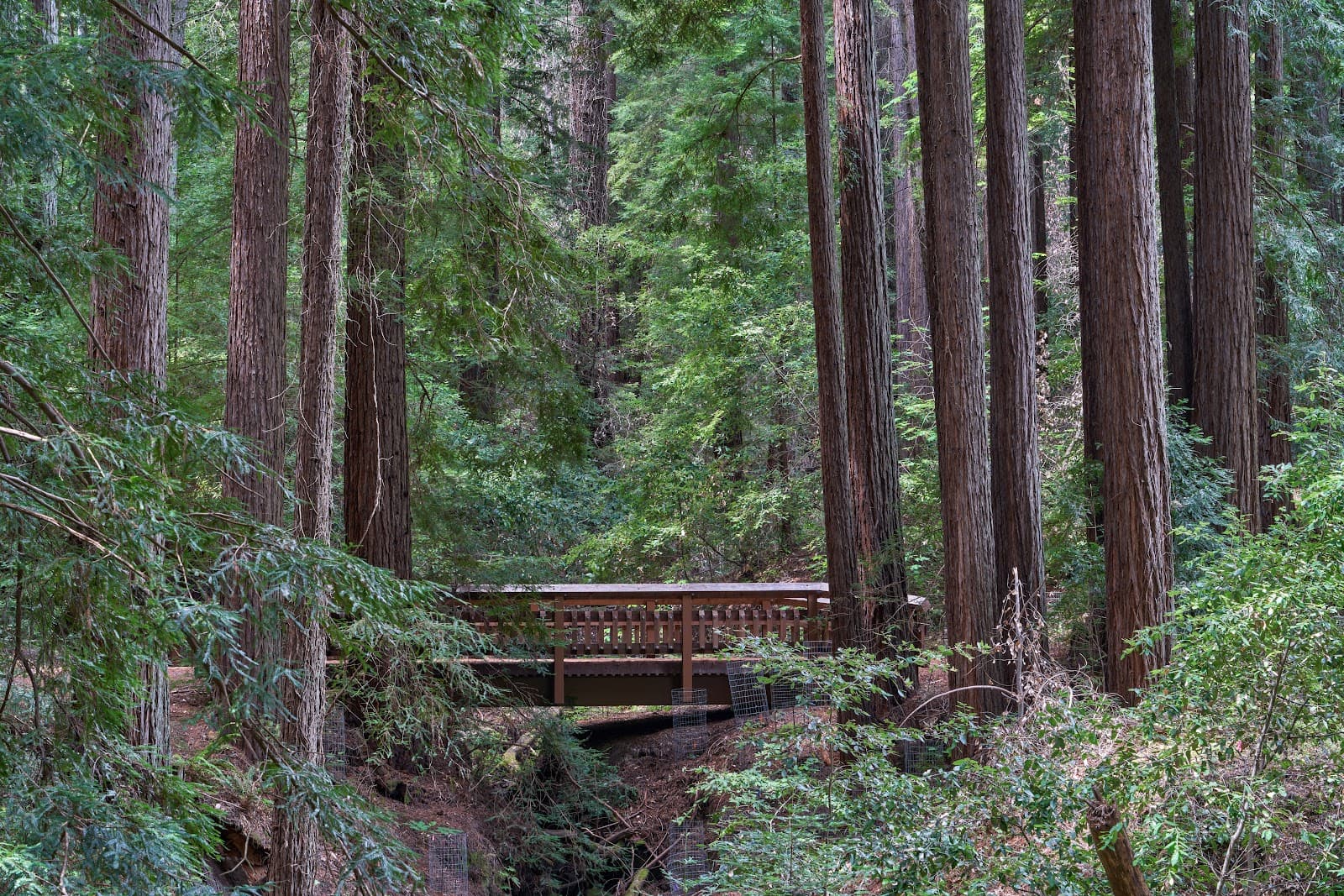 Bear Creek Redwoods Open Space Preserve - Image 1