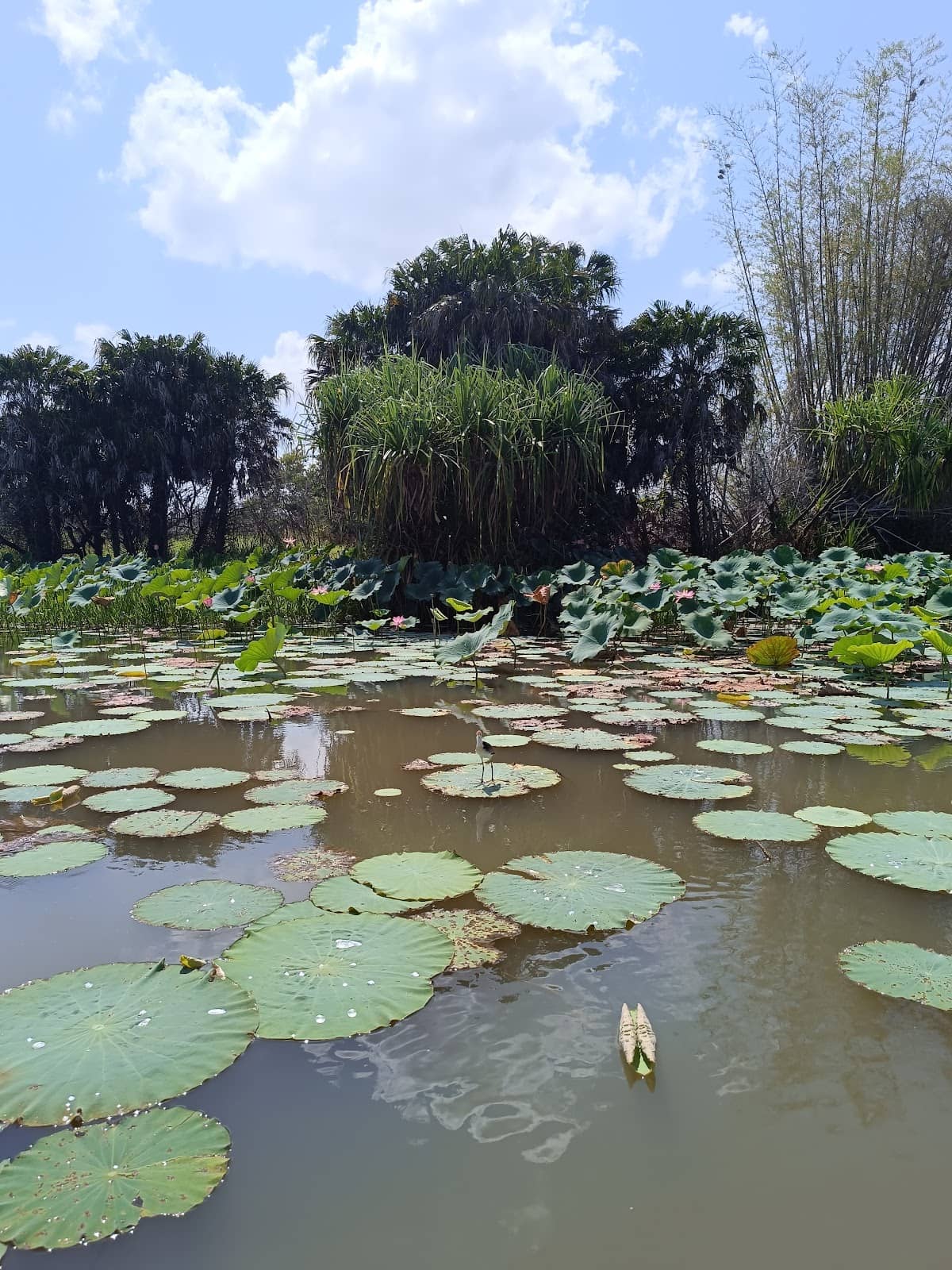 Stunning Wetland Sunsets