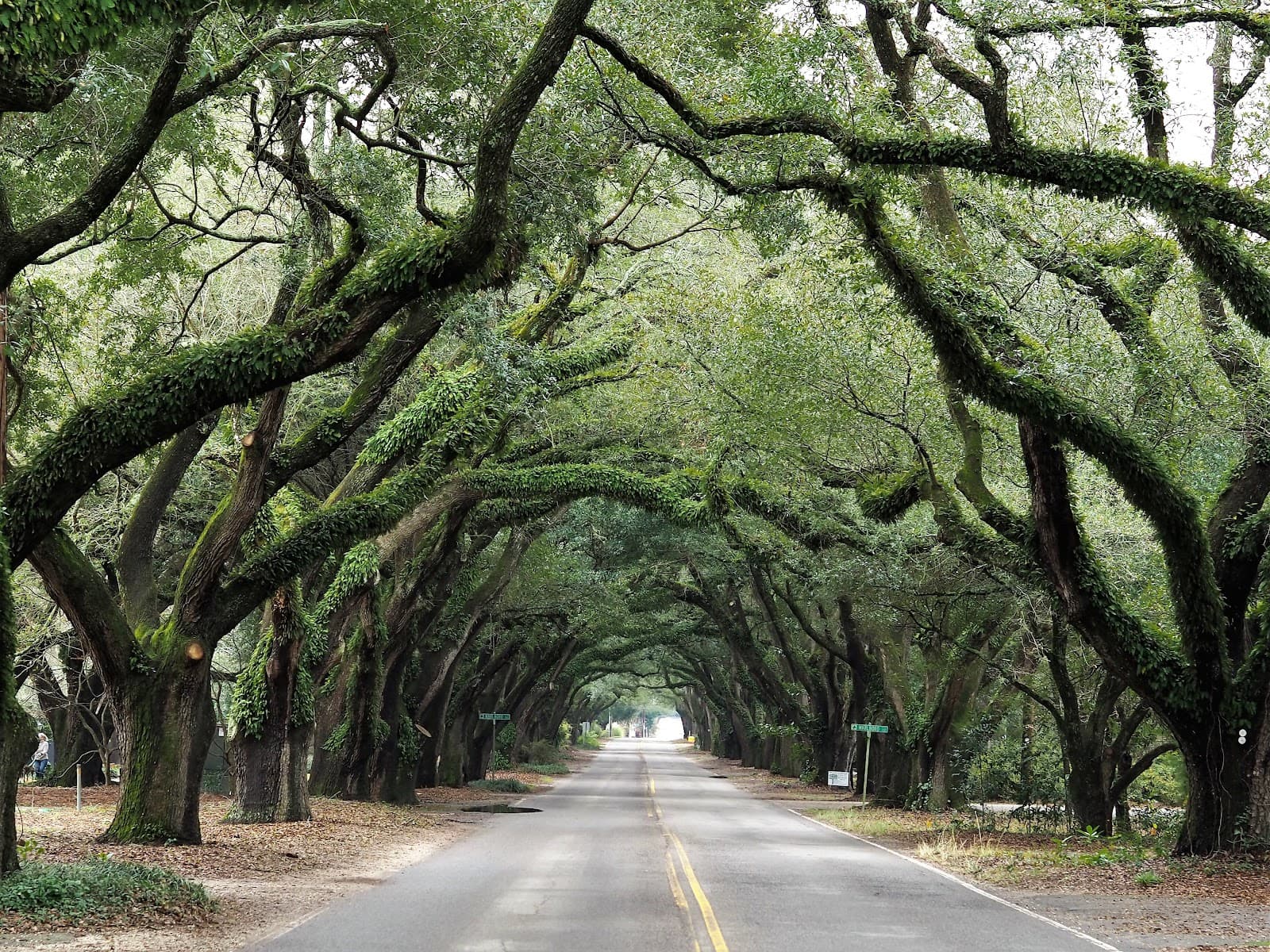 South Boundary Avenue (Avenue of Oaks) - Image 1