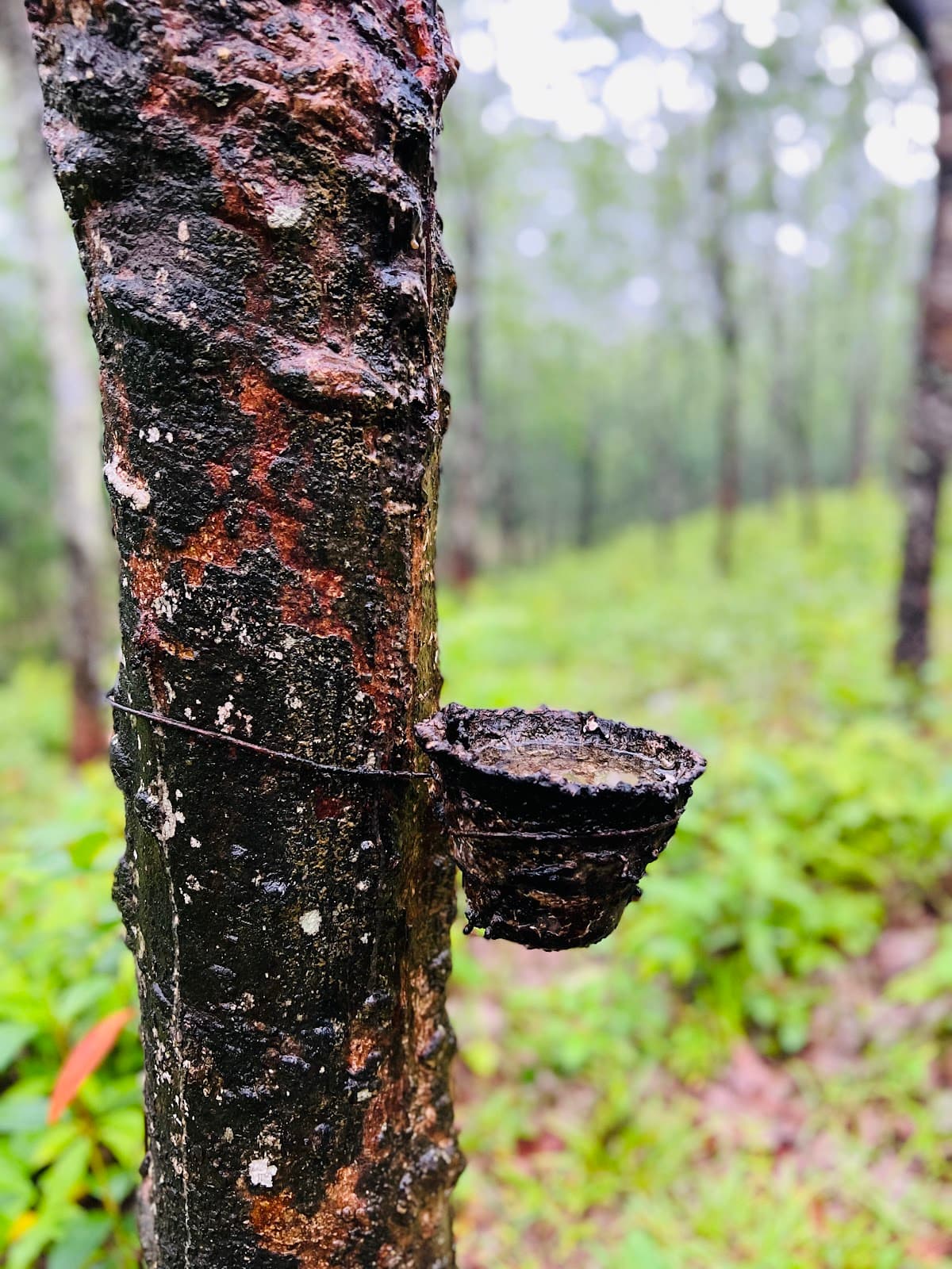 Ramu Rubber Garden - Image 1