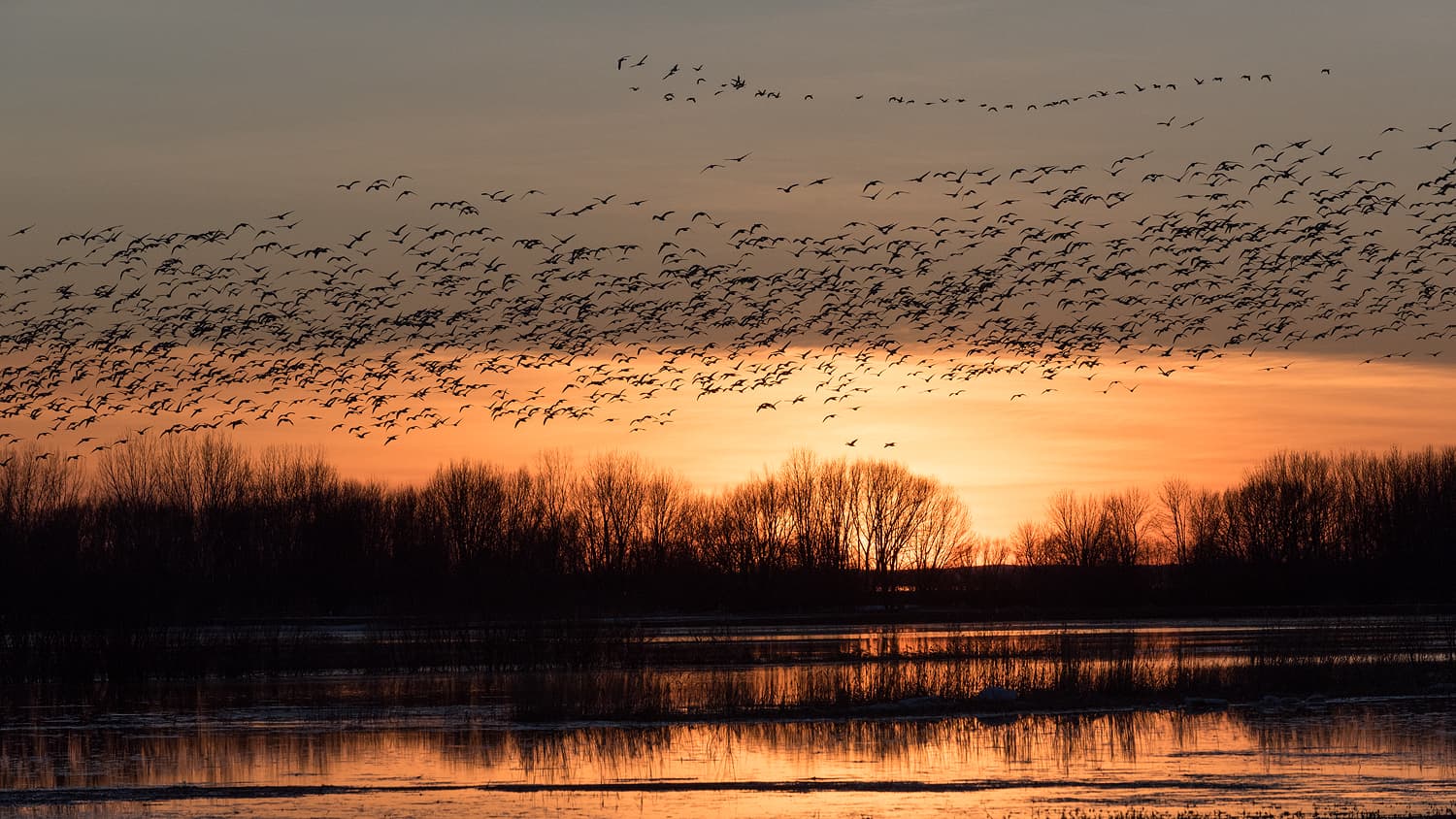 Baie-du-Febvre Bird Observation Area - Image 1