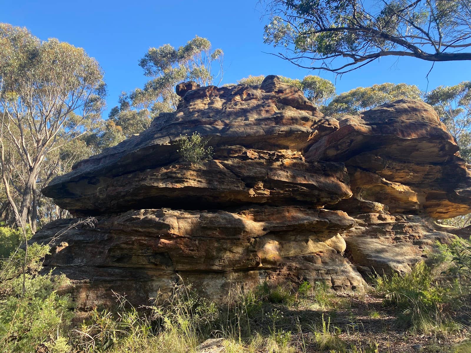 Bracey Family Legacy