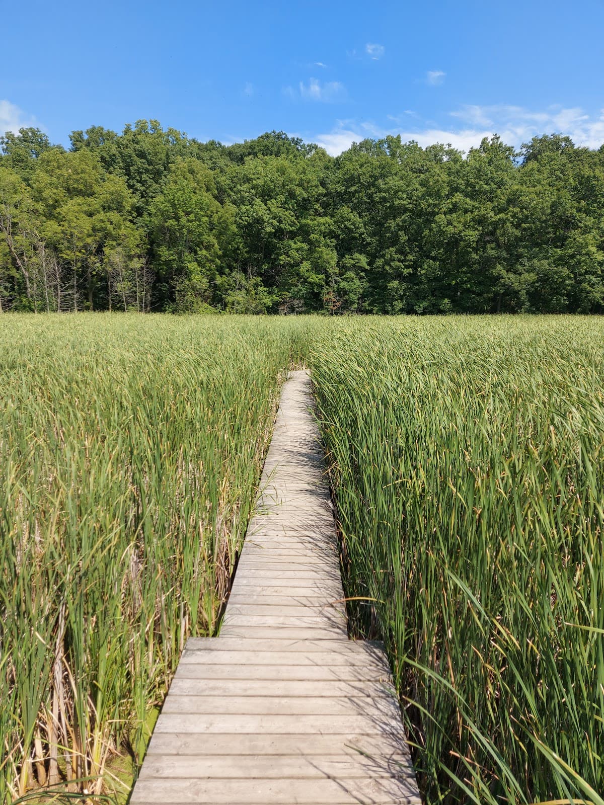 RBG Cootes Paradise - Image 1