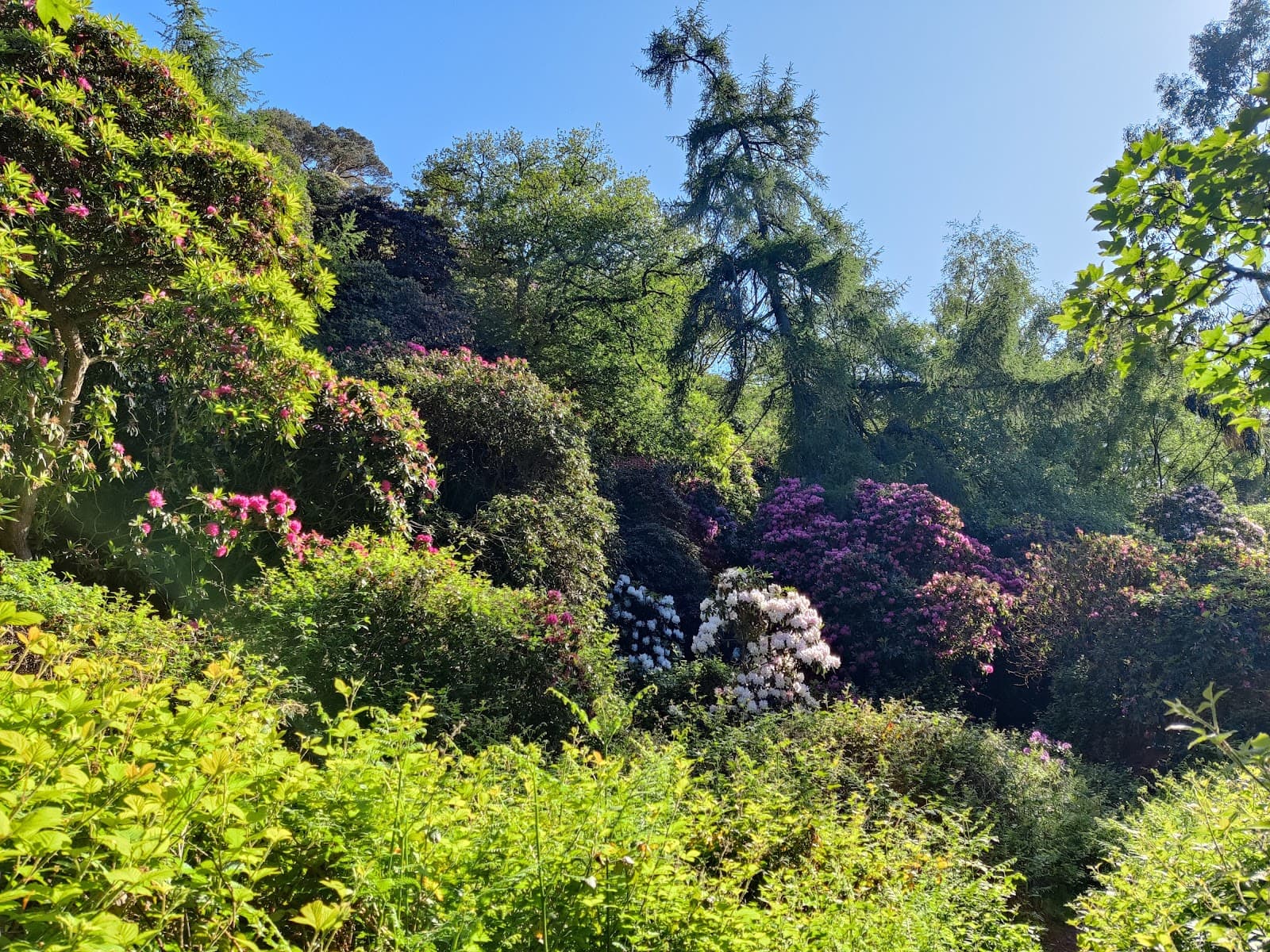Howth Castle Rhododendron Gardens - Image 1