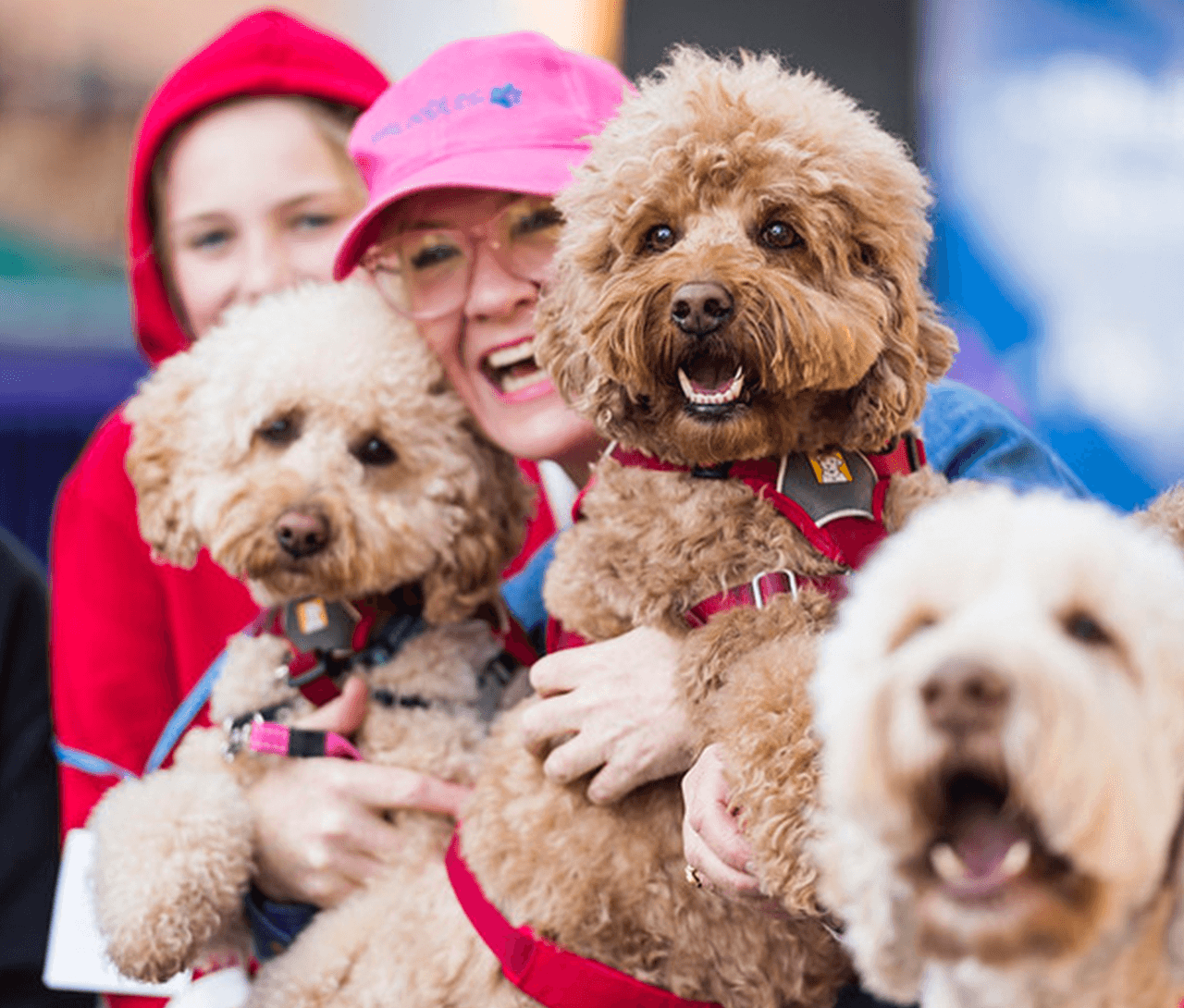 Sydney Dog Lovers Show - Image 1