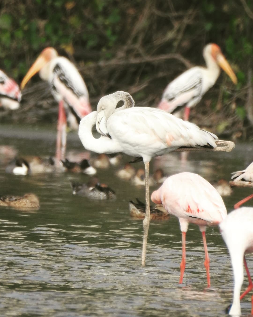 NRI Wetlands Seawoods - Image 1