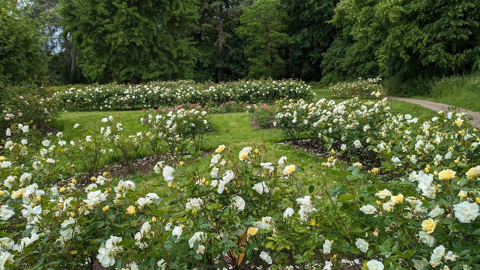 Rose Garden, Morden Hall Park - Image 1