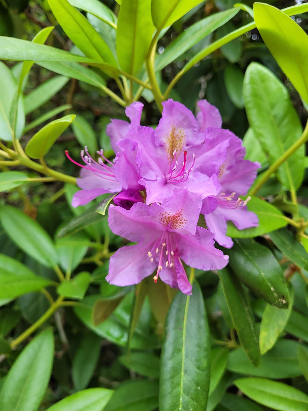 Hinsdale Rhododendron Garden - Image 1
