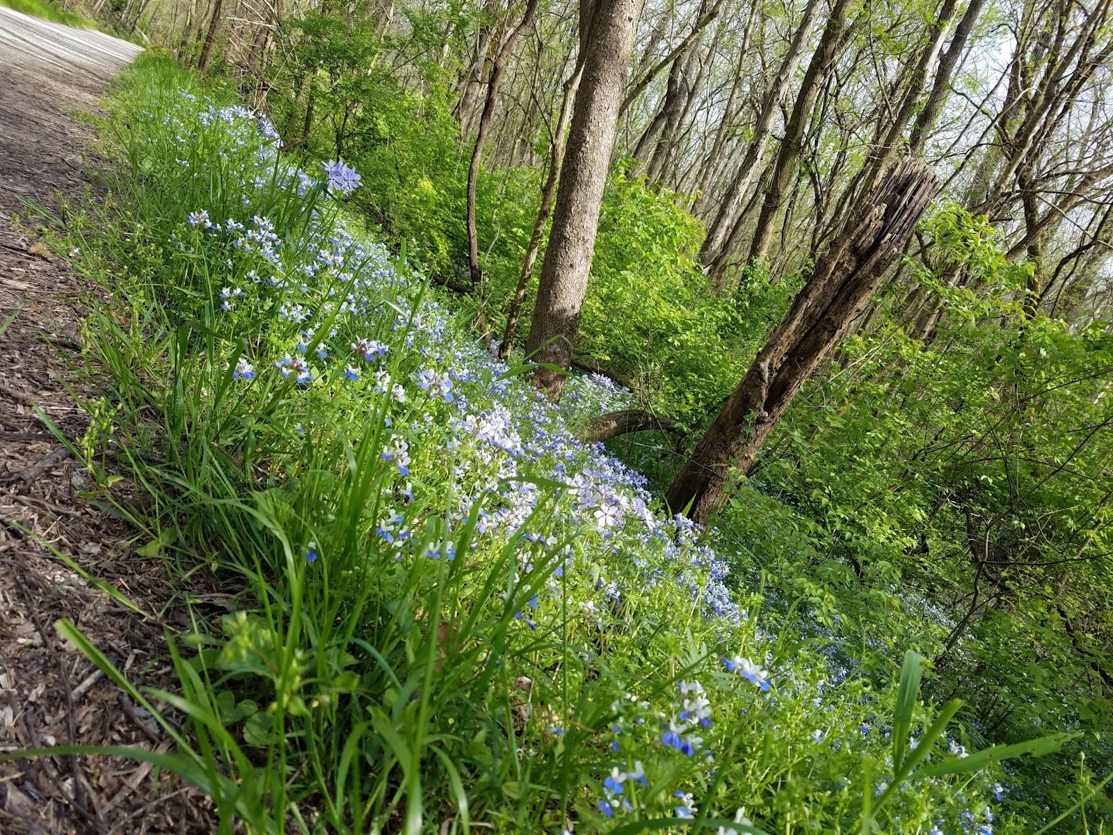 Al Foster Trail - Image 1