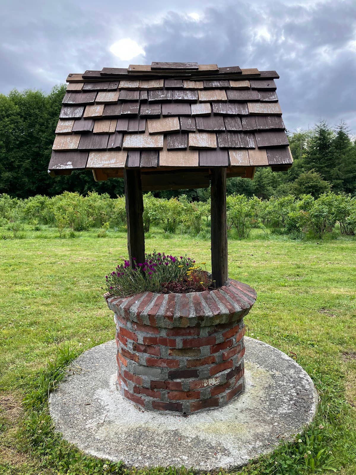 Educational Cabin & Little Library