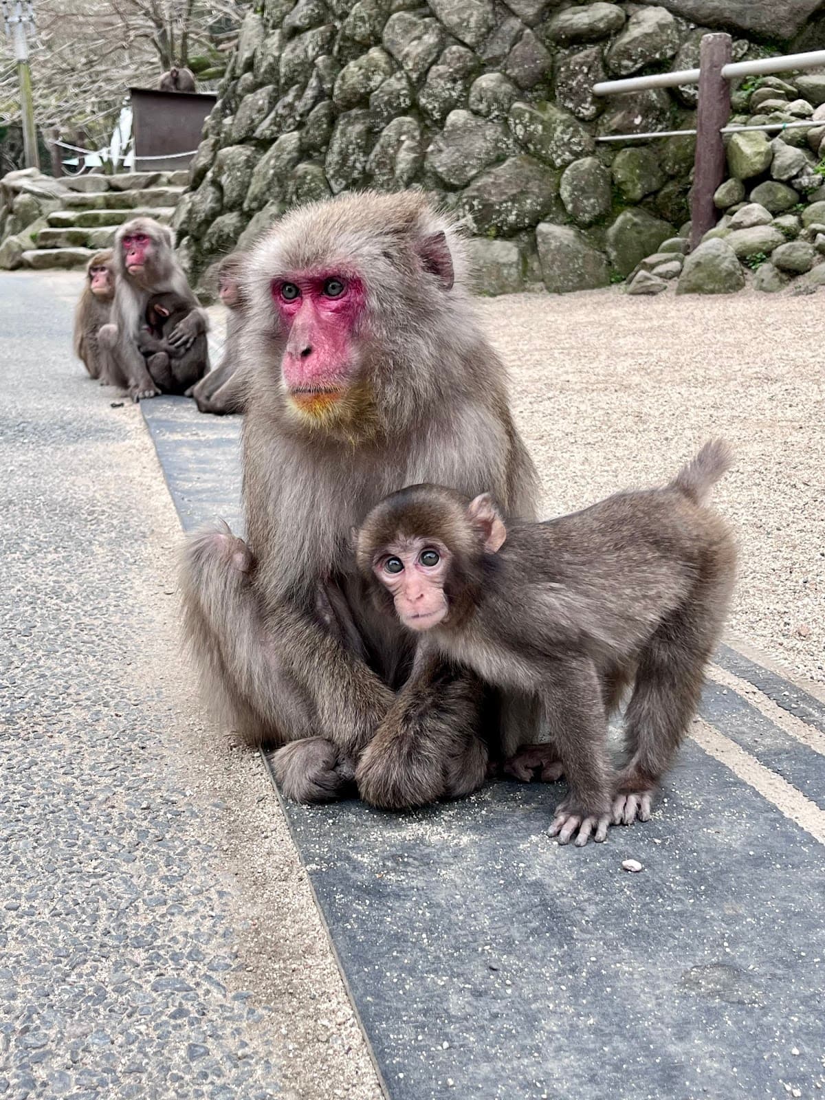 Takasakiyama Monkey Park - Image 1