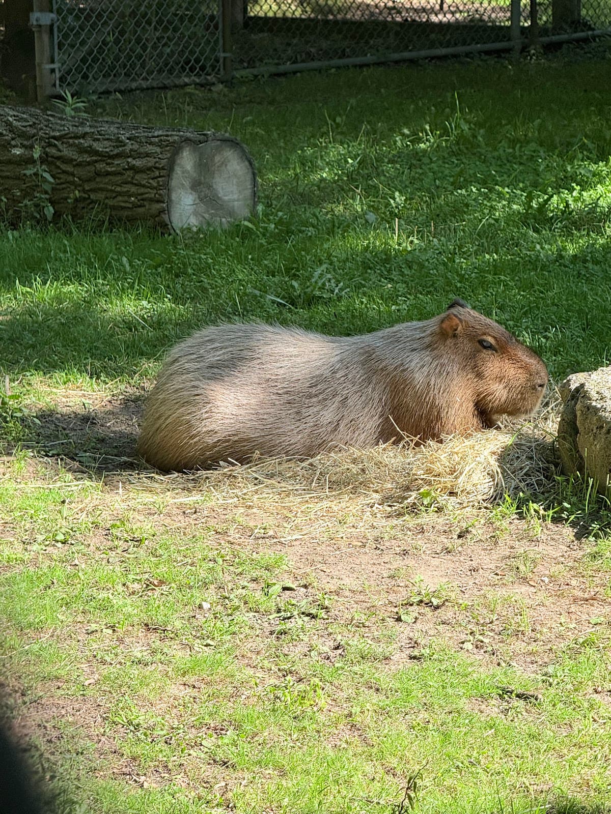 High Park Zoo - Image 1