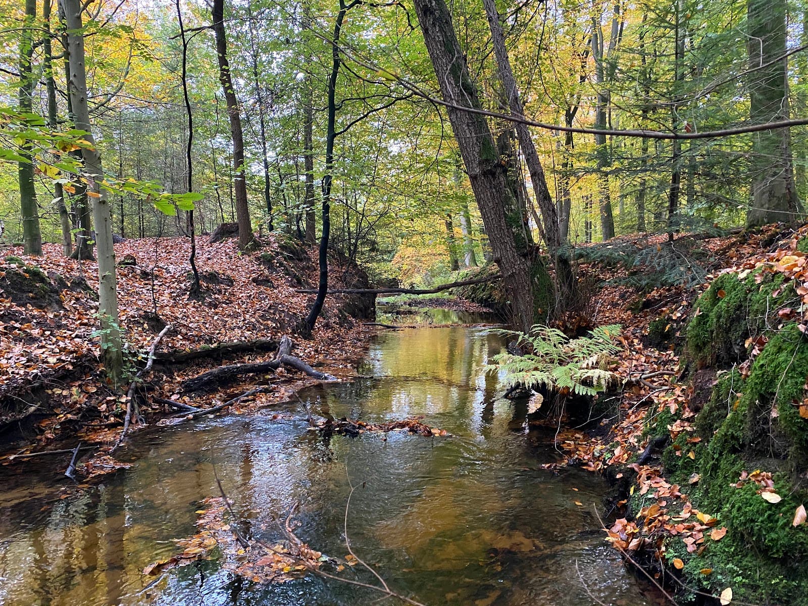 Leuvenumse Bossen - Image 1