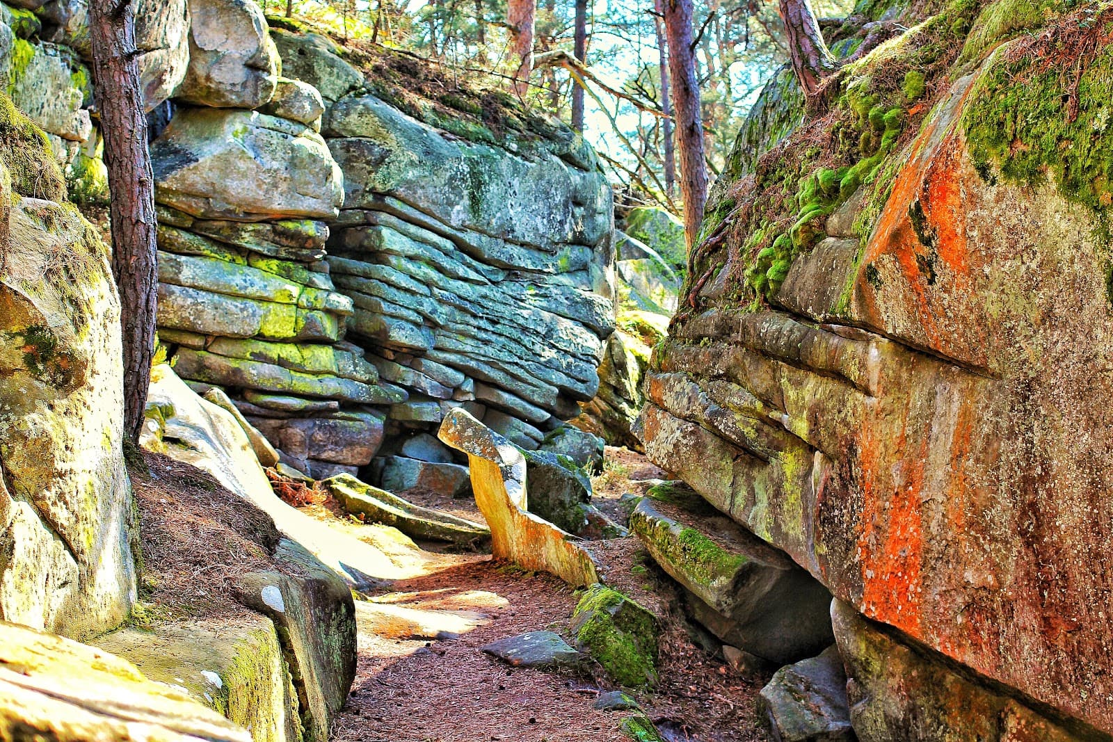 Forêt de Fontainebleau - Image 1