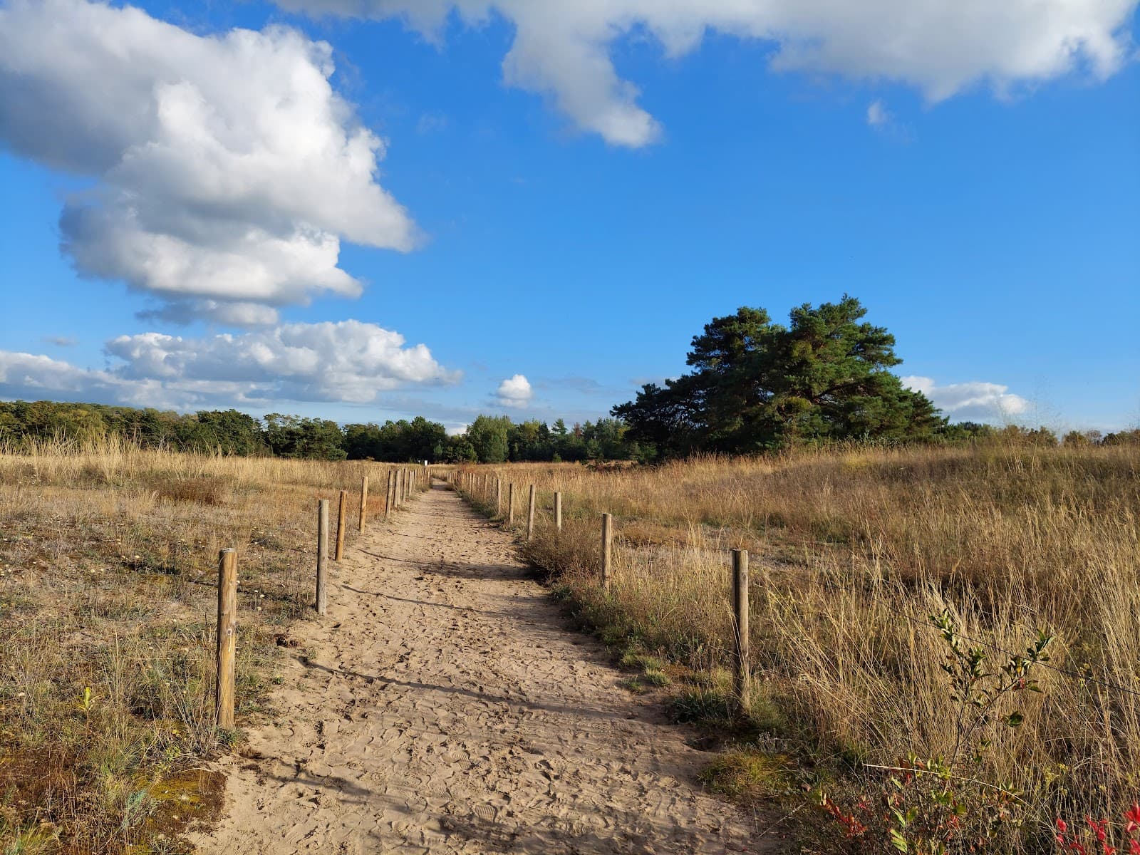 Mainzer Sand Nature Reserve - Image 1