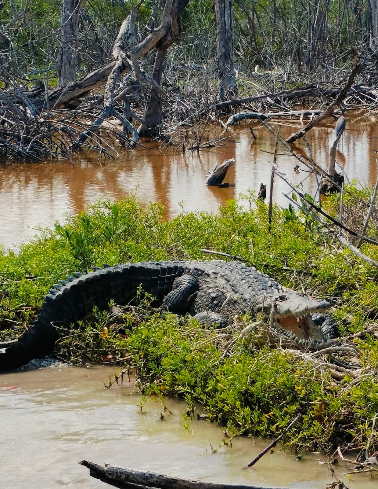 Río Lagartos Malecón - Image 1
